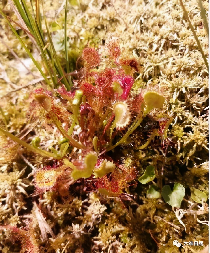 重庆首次发现能捕食昆虫的植物,食肉植物之谜茅膏菜专门捕食昆虫