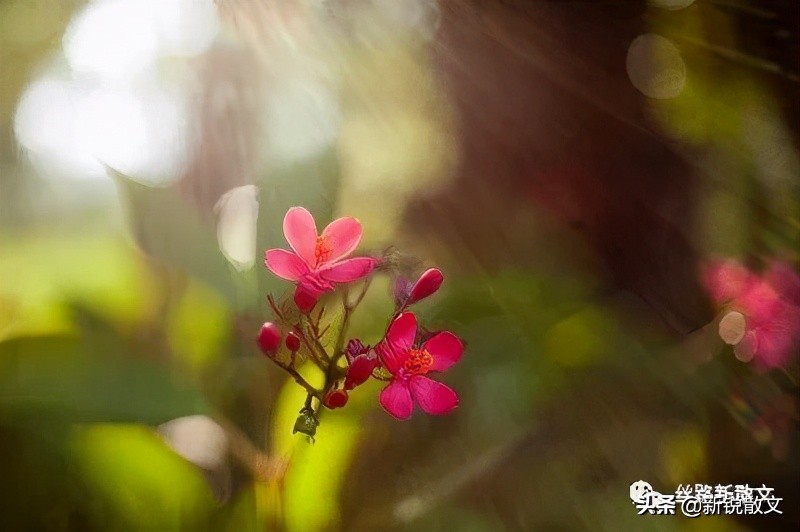 那天中午,踏踏实实做了一回闲人,把这些年欠下的阳光全找回来了