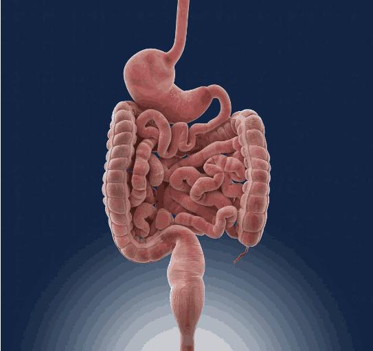 人剩下几个器官能存活,人体少了什么器官不会死