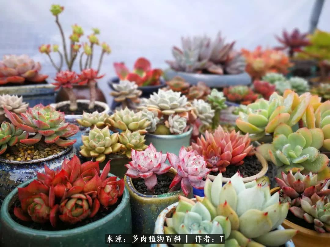 多肉还可以这样玩(上):八年养肉路剪影!