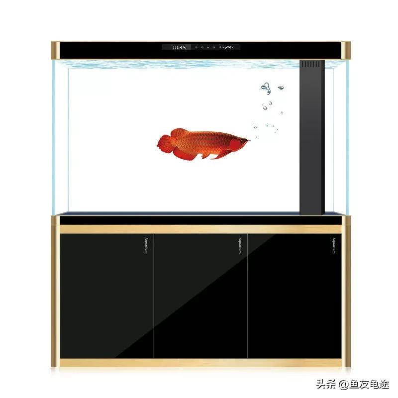 养鱼新手用的是圆形鱼缸该怎么办,新手养鱼选什么鱼缸