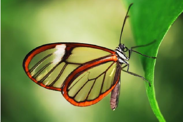 十种最美蝴蝶,自然界蝴蝶大全