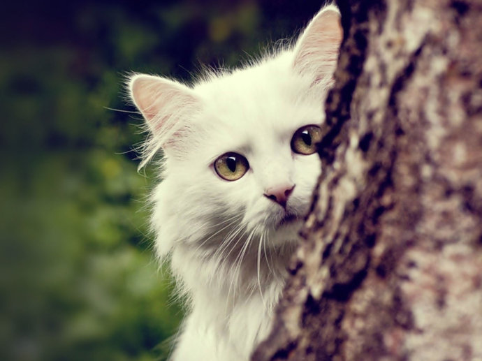 猫咪消毒最简单的方法,猫咪爪子受伤怎么消毒