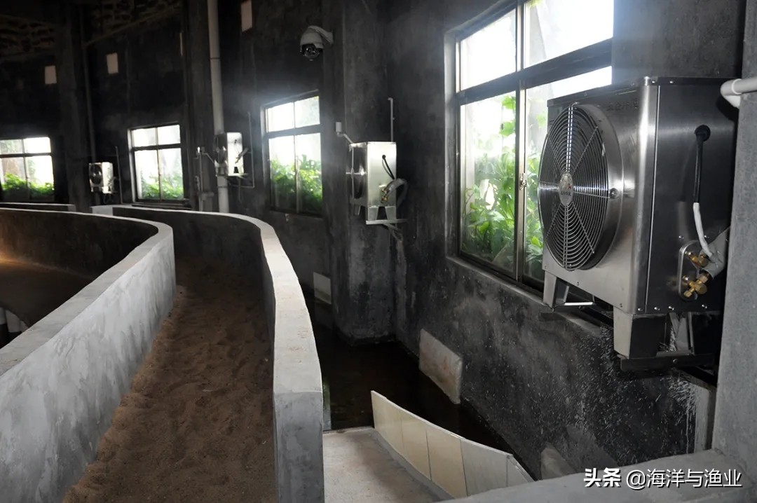 李艺全球人工繁殖金钱龟第一人,广东惠州博罗李艺金钱龟养殖基地