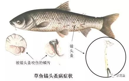 锚头蚤怎么彻底根除,锚头蚤怎么防治