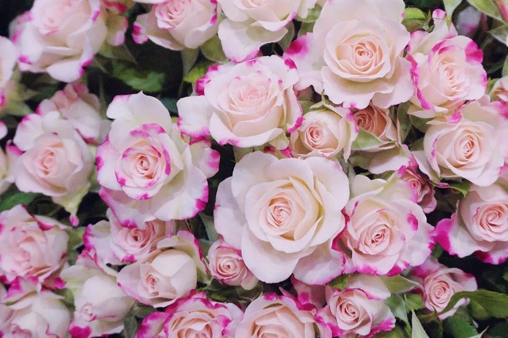 花店常用玫瑰花品种大全,一篇文章带你认识三亚40种花