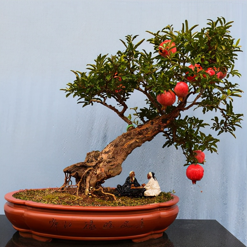 一棵石榴树用打药吗,石榴树的养护方法大全