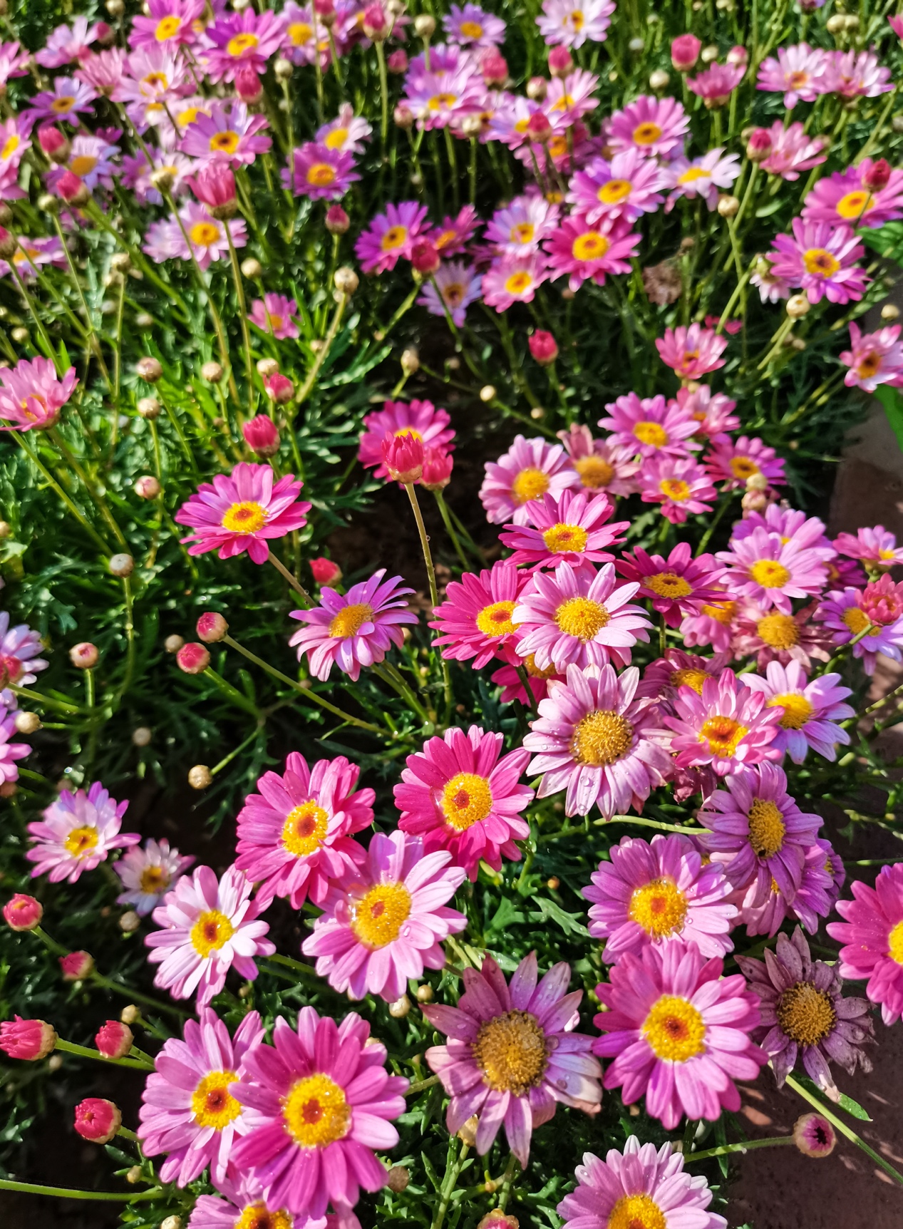 华为nova7和nova7pro功能,华为nova7pro有什么奇特的功能