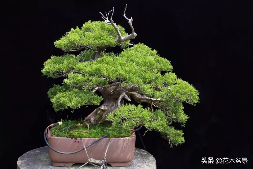 适合客厅养的盆景植物,茶桌上养什么盆景植物