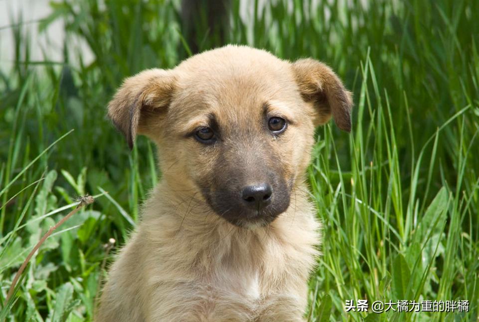 6种“大胃王”狗狗，吃得多还易长胖，一般人养着很吃力，太费钱