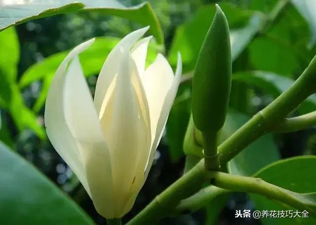 常见小区绿化100种植物图片,常见的水生植物有哪些种