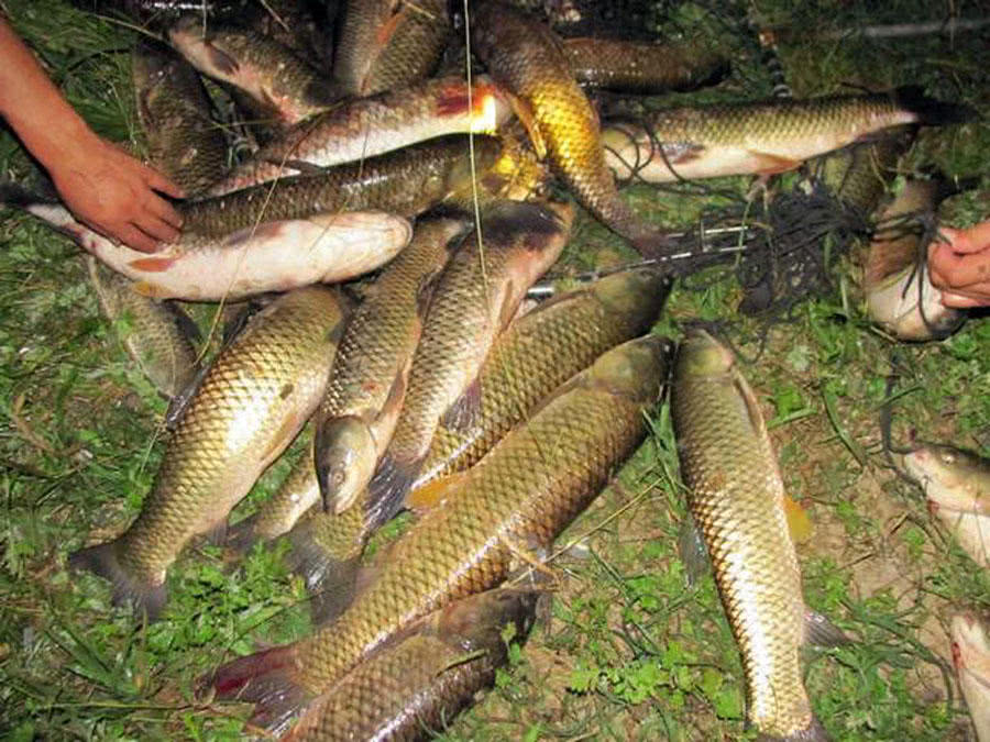 玉米粒钓大鱼最佳钓鱼方法,如何正确用玉米粒钓鱼