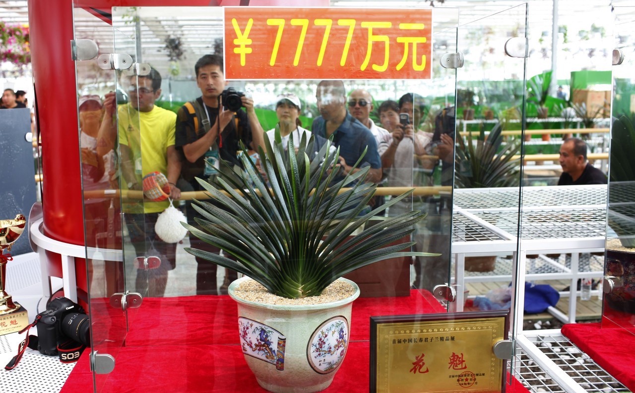 君子兰怎么养才能长得快又茂盛,君子兰怎样才能养出精品