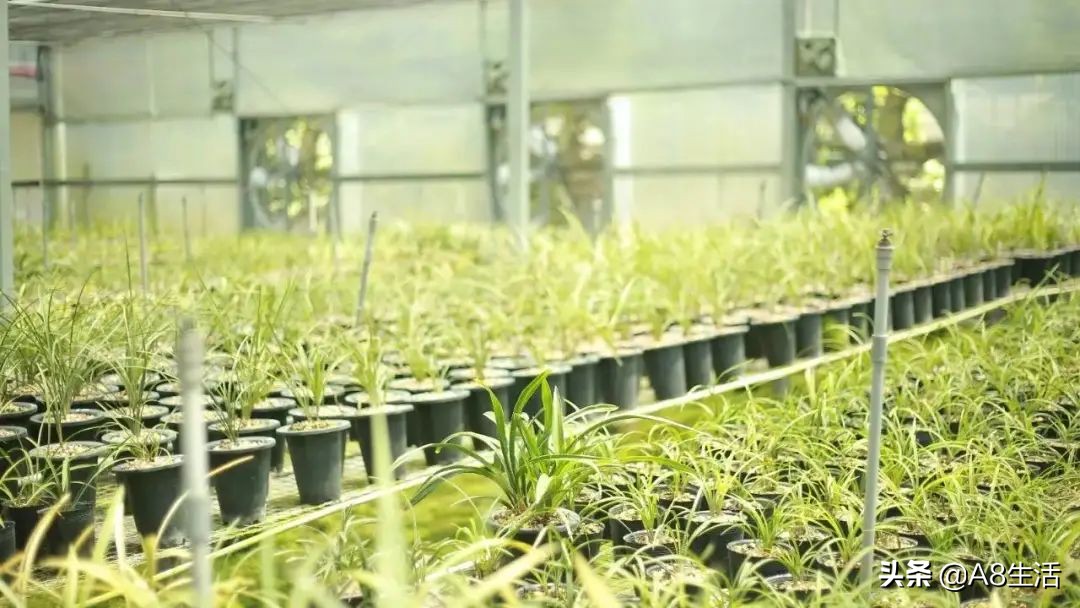 蒙山之春此花浓妆艳抹，彩块鲜红，是养兰人争相收藏的精品