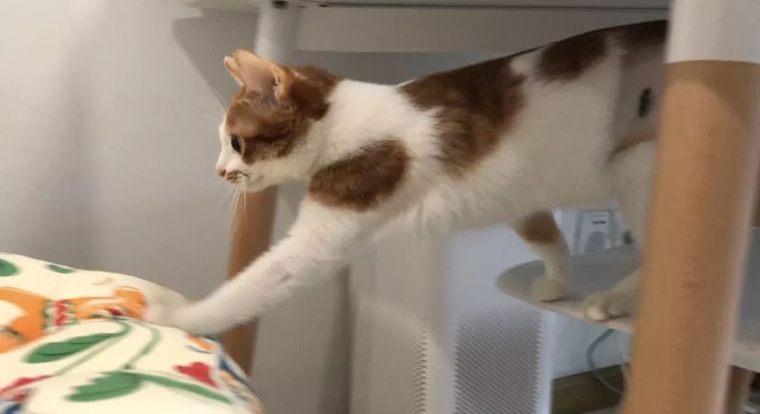 怎么预防猫咪黑下巴,三分钟搞定猫咪黑下巴问题