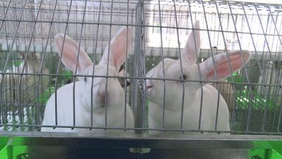 上万只兔子“搬新家”？肇庆这个项目有新进展！全部投产后将实现年产值1.3亿……