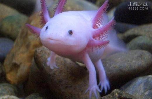 六角龙鱼怎么养才能长大,六角龙鱼怎么养会好看