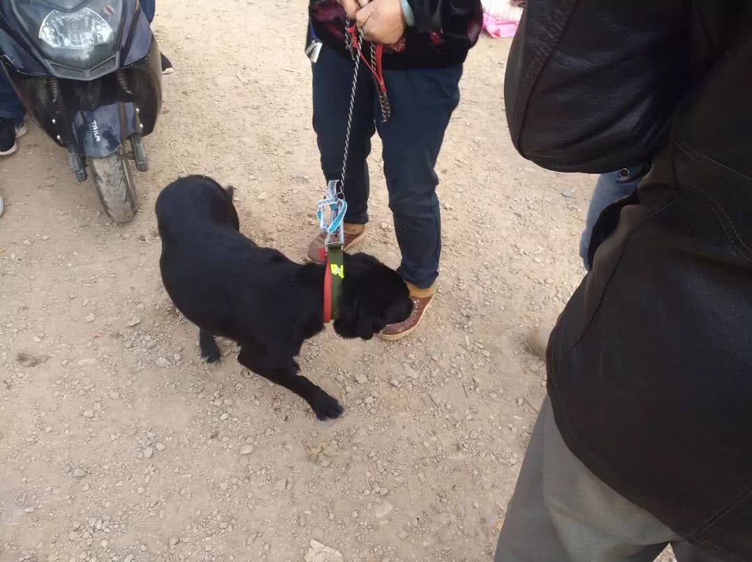 狗市给网友买黑色拉布拉多,出售拉布拉多幼犬50元一只