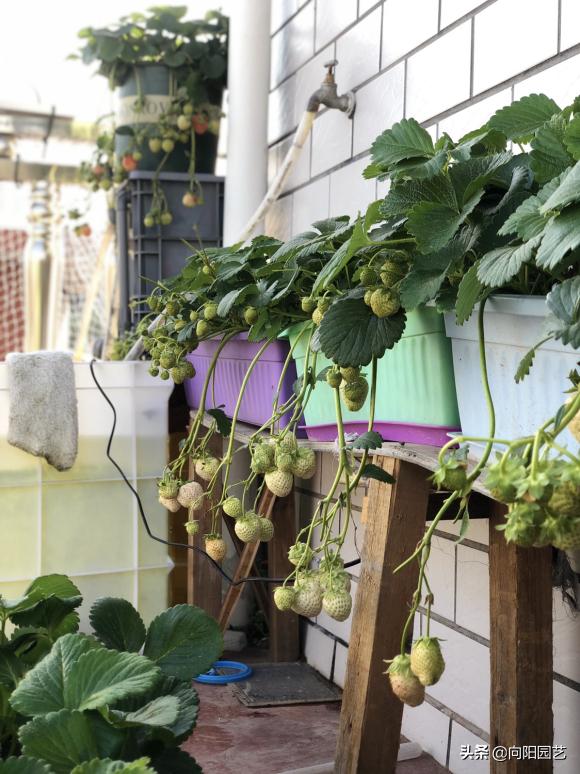 草莓要怎么种才能种出香甜的草莓,怎么种一年四季都有草莓吃