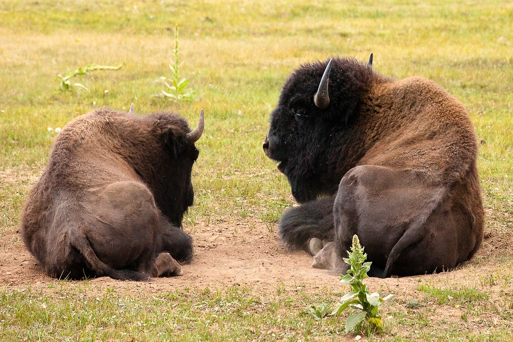 现存北美野牛有多少头,灭绝了的巨大美洲狮