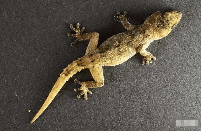 小壁虎被小壁虎咬了有没有毒,被壁虎咬了什么特征