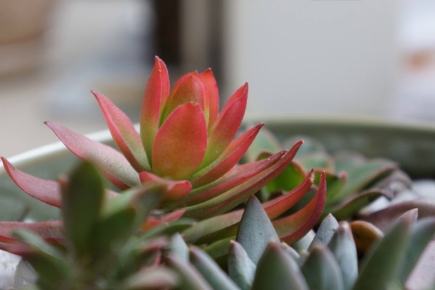 火祭怎么养成绿色的了,火祭夏天怎么养才能长得快