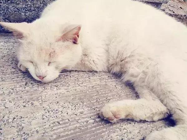 灞卞笀闄勪腑鍒嗘牎,鑿忔辰灞卞笀闄勪腑