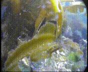 除了能提高人体免疫力，这个“肥宅”还是海底清道夫