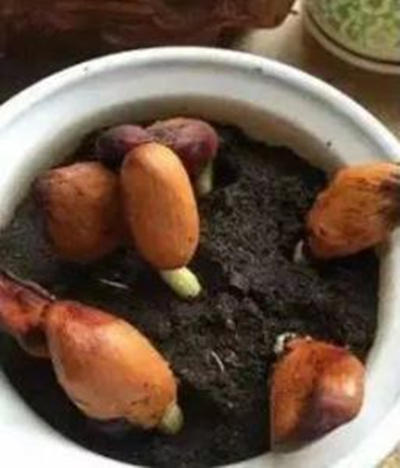 榴莲是水果之王吗,榴莲核子怎样种才能种成一棵树