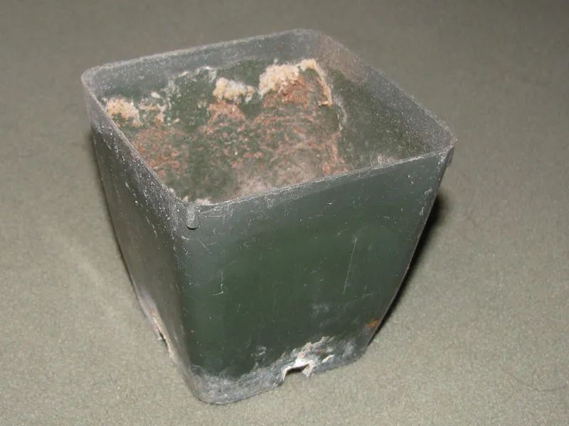 除了扦插和繁殖繁殖，用种子繁殖多肉靠谱吗？来看看是否适合你