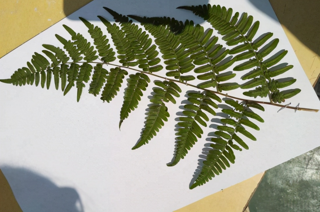 标本制作植物树叶,植物标本塑封制作方法