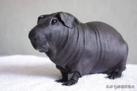 这组很少见的图片，看完知识储备量又增加了