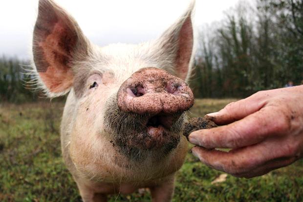 世界上最贵的食物松露,世界上最贵的食材松露