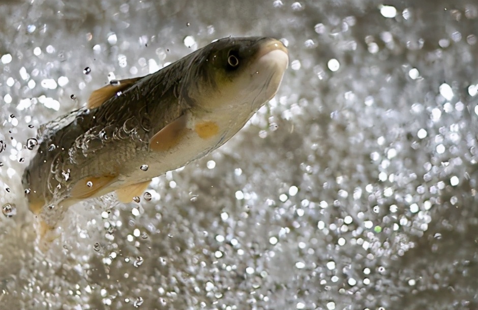 黄河鲤鱼是它的祖先，味道鲜美曾当饭吃，鱼卵有剧毒，如今禁食了