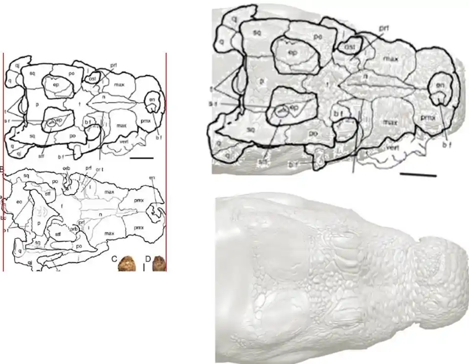 巨蛇恐怖视频真实,巨蛇的恐怖秘密