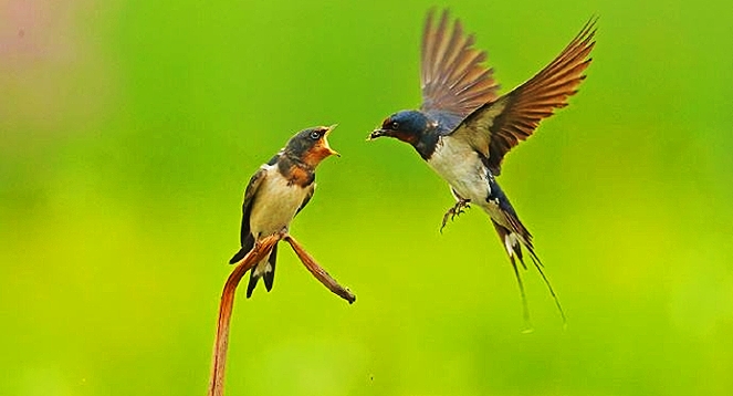 母亲节愿天下所有母亲快乐健康,母亲节愿天下所有的母亲幸福安康