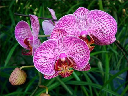 兰花有多少个品种哪些品种好看,兰花十大名贵品种有哪些