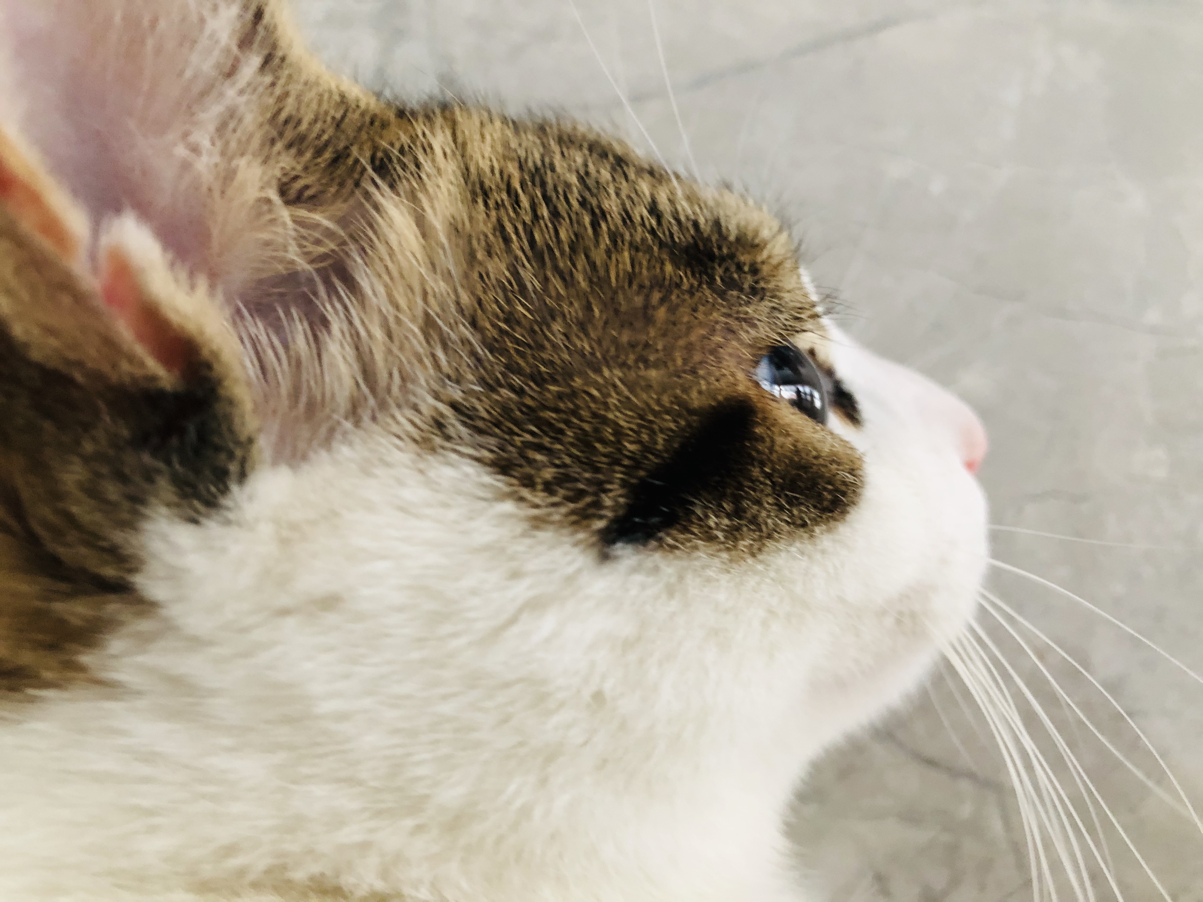 中华田园猫古代名称图鉴,古代人怎么挑选猫