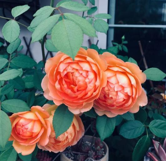 网购花卉骗术大揭秘,网购花草被骗怎么办