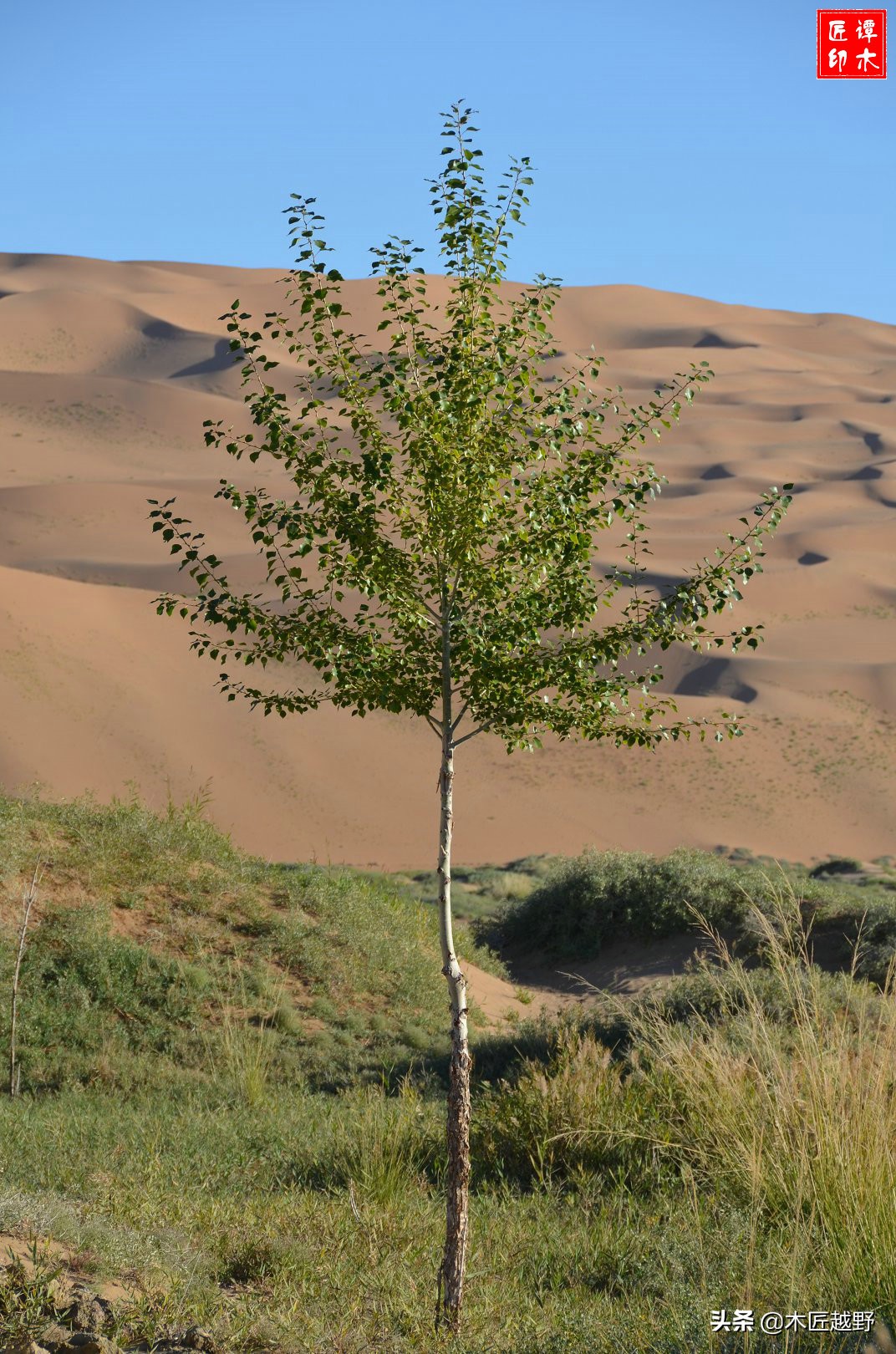 当木工学徒,当木匠的故事