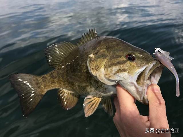 路亚新手入门教程路亚上饵,最常用的三种路亚拟饵