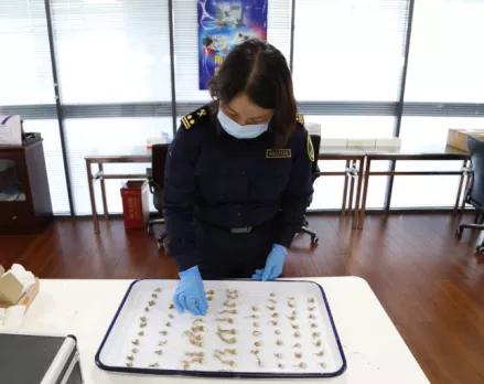 海淘多肉植物有哪些,在淘宝上卖多肉植物违法吗