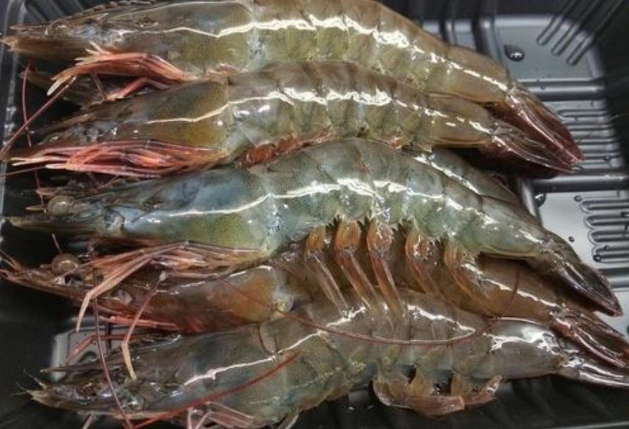 冻虾和煮熟的虾有什么区别,冰冻虾和冰鲜虾如何区别