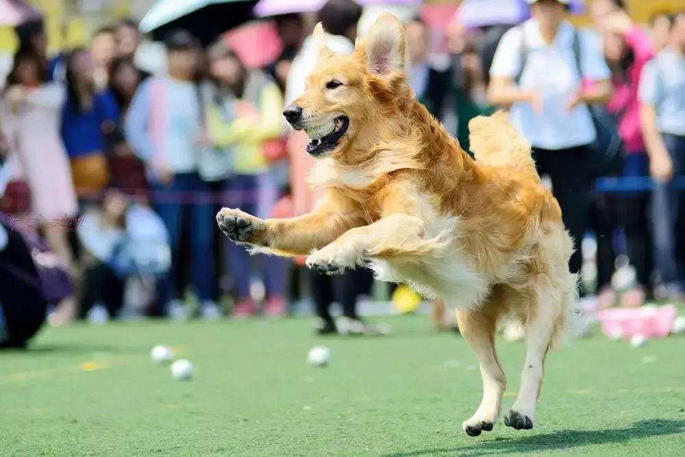 宠物生活节南京,南京宠物文化节活动