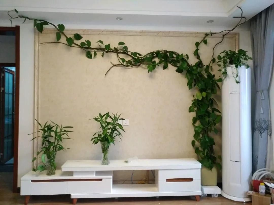 绿萝养护技巧和注意事项,绿萝的叶子怎么养护才能又肥又大