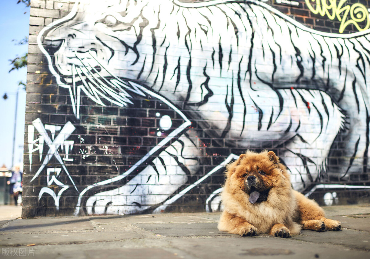 松狮犬的喂养与护理方法,松狮犬吃什么比较好养呢