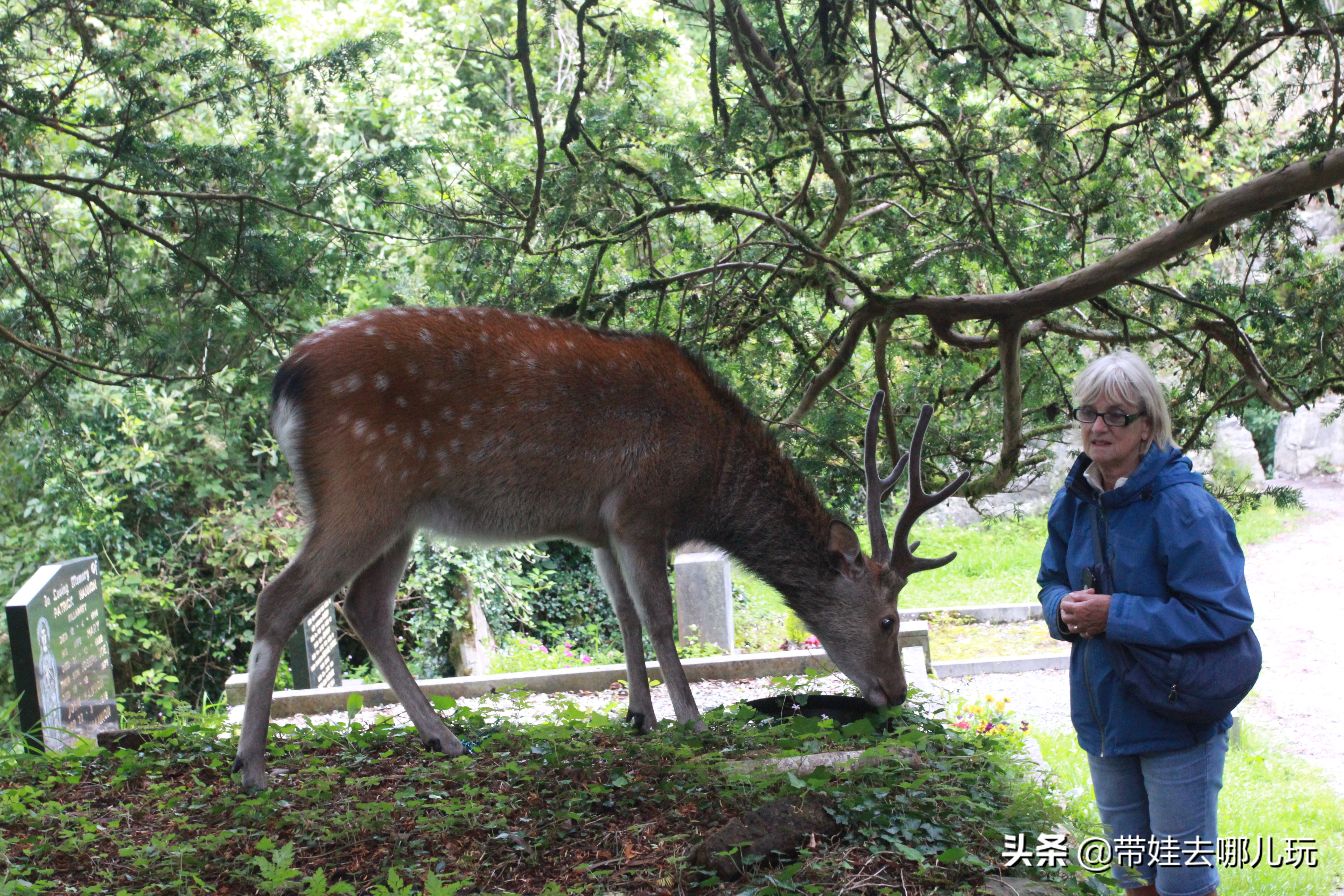爱尔兰翡翠岛旅游景点,翡翠岛