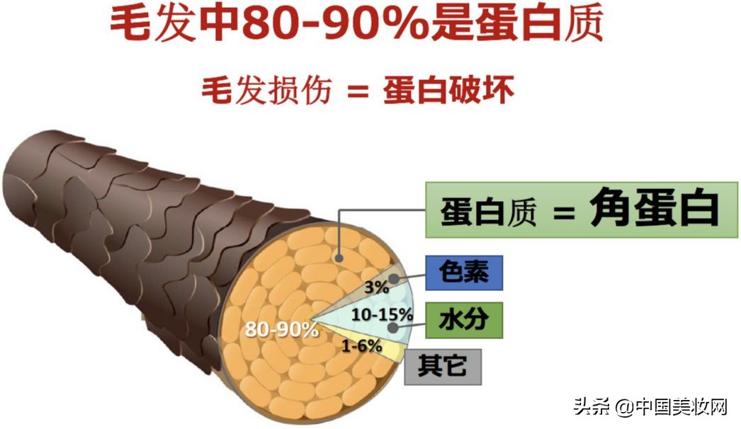 多肽蛋白洗护,多肽洗护