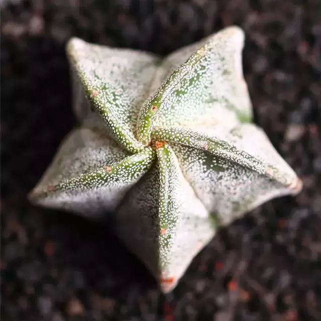 多肉早安图片大全,多肉大全100图