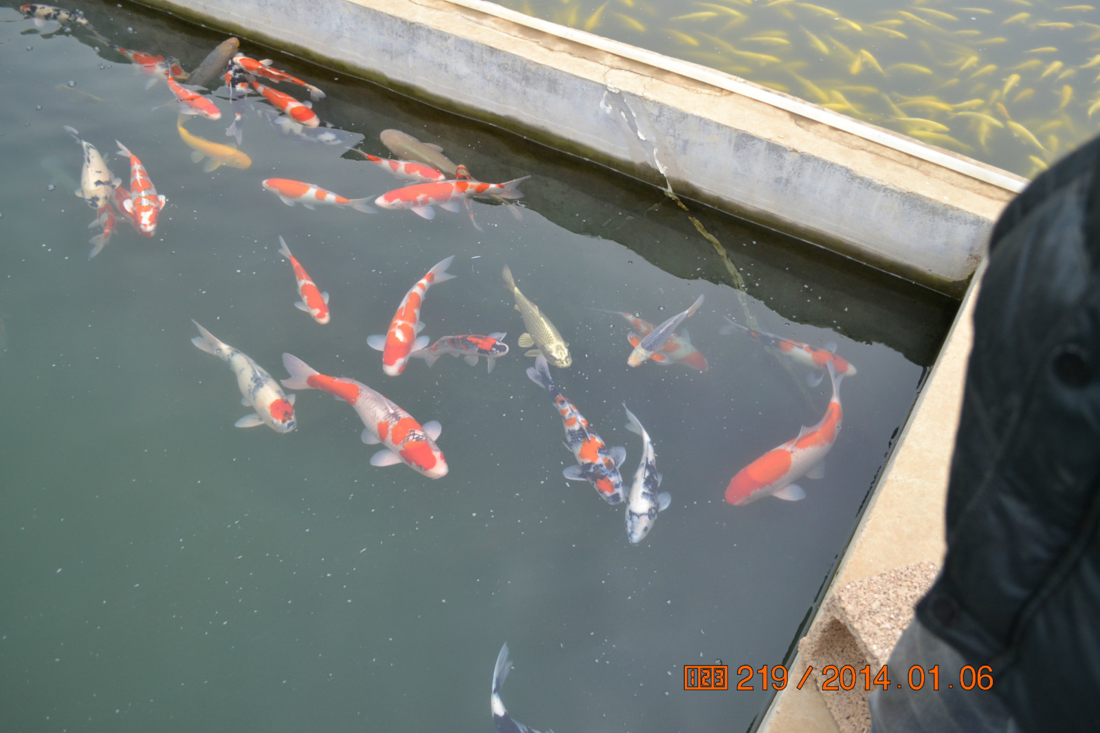 锦鲤池养殖方法图解,锦鲤繁殖全过程纪录片